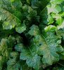 Acanthus mollis, Acanthe à feuilles molles, Acanthe molle