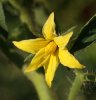 Fleur de Tomate
